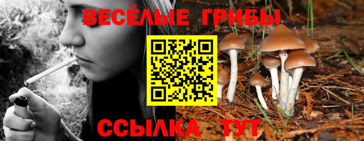Псилоцибиновые грибы мицелий Чита